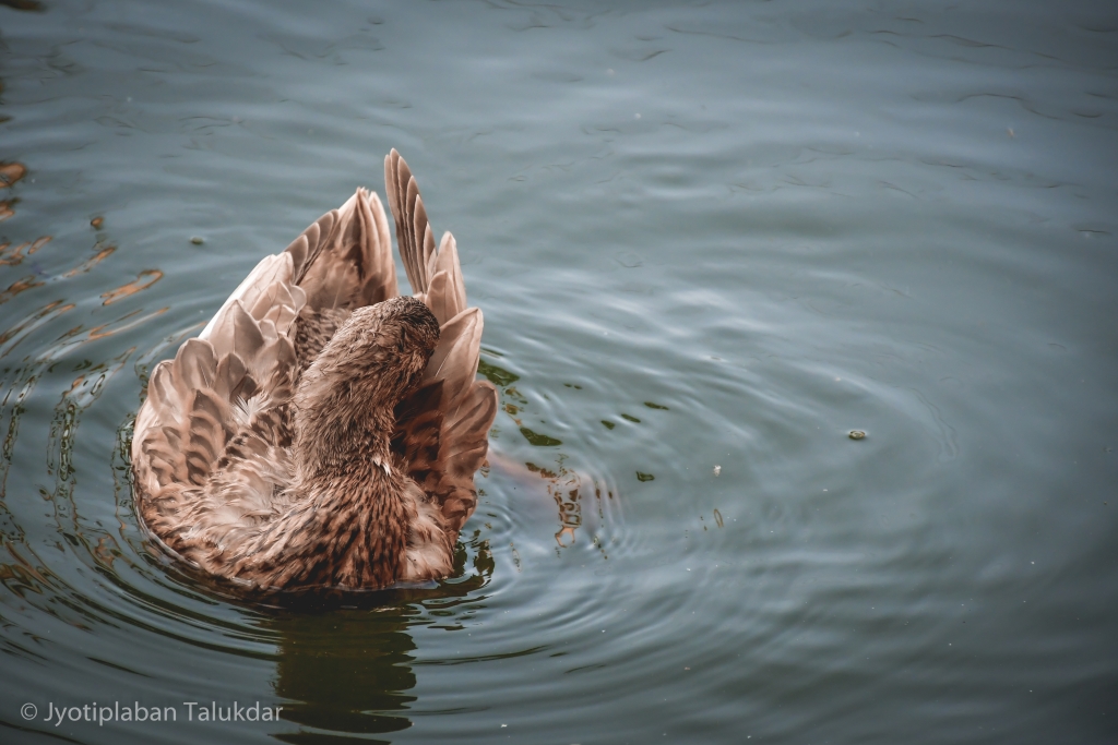 The Pet Duck