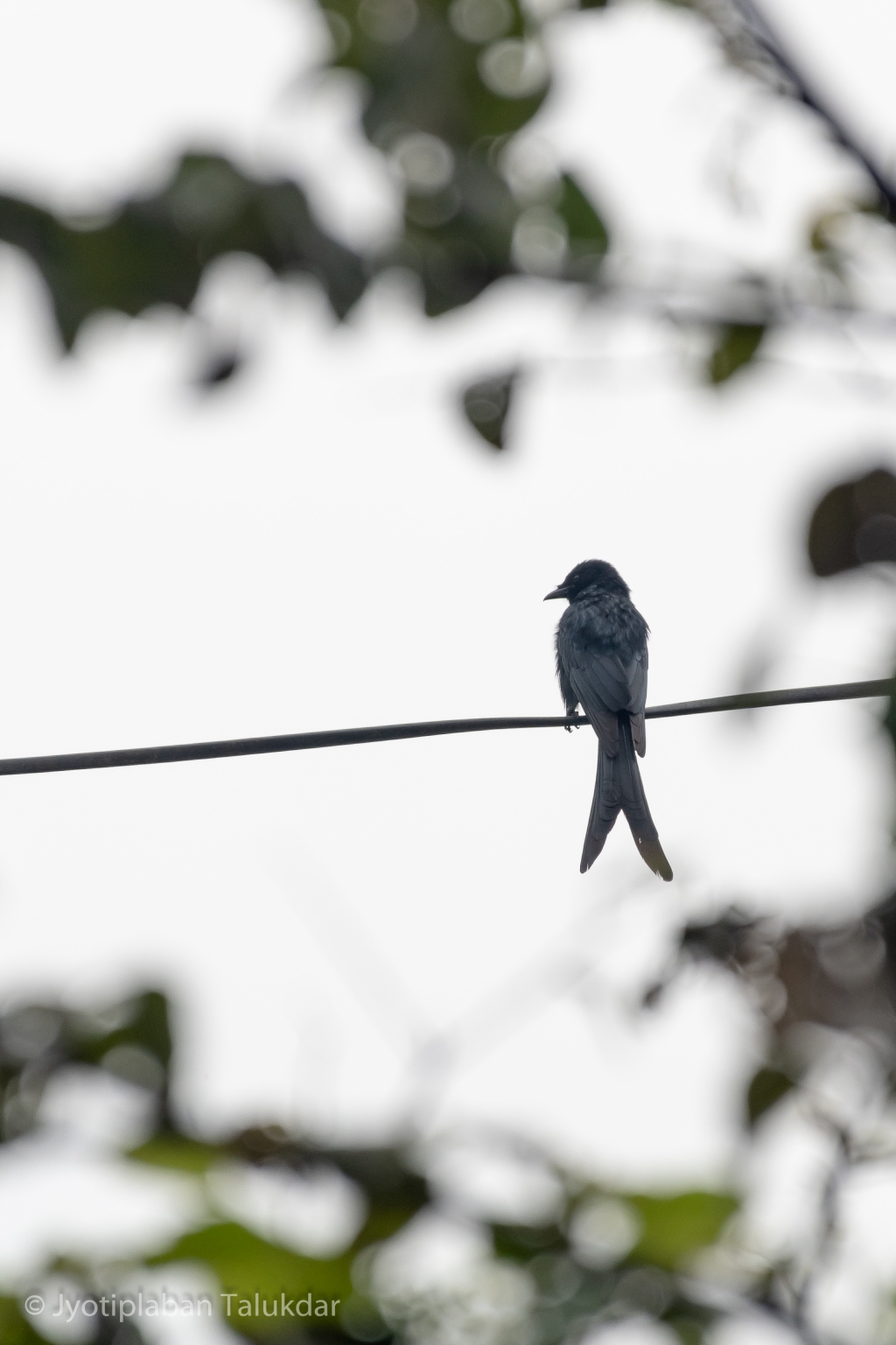 The king of crows